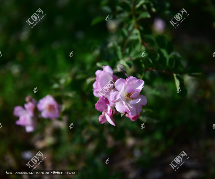 蔷薇花,蔷薇,花朵,鲜花,花蕊