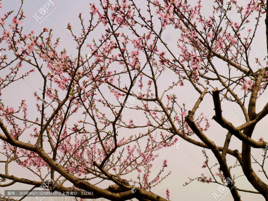 开花的桃树