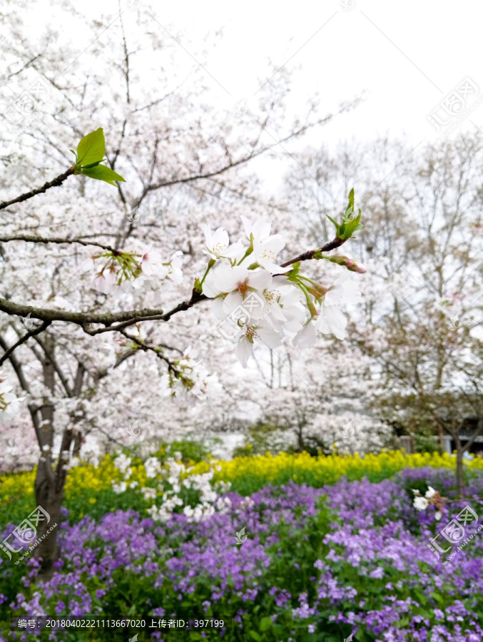 白色樱花