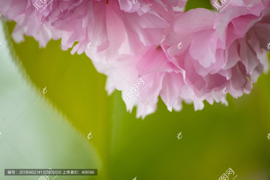 樱花背景,樱花底纹,浪漫樱花