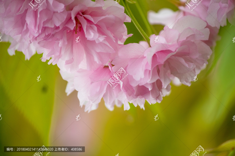 樱花背景,樱花底纹,浪漫樱花