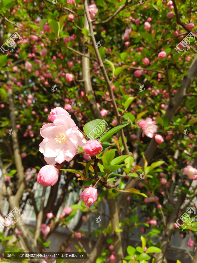 海棠花