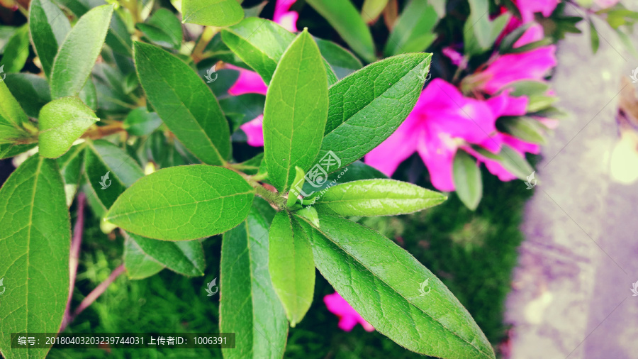 杜鵑花葉