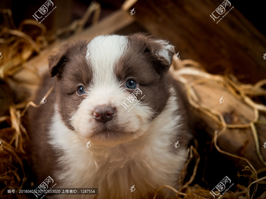 边境牧羊犬幼犬