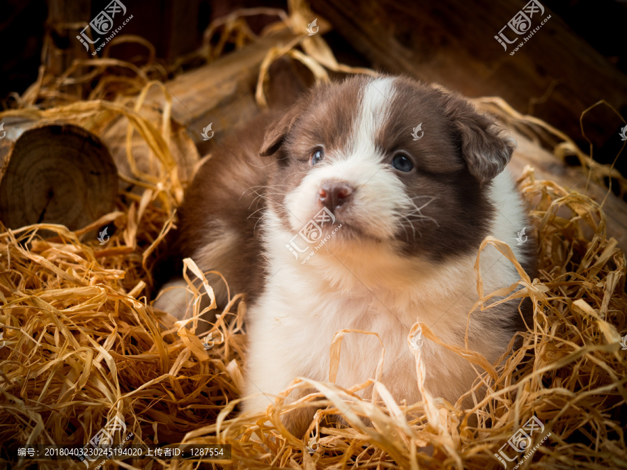 边境牧羊犬幼犬