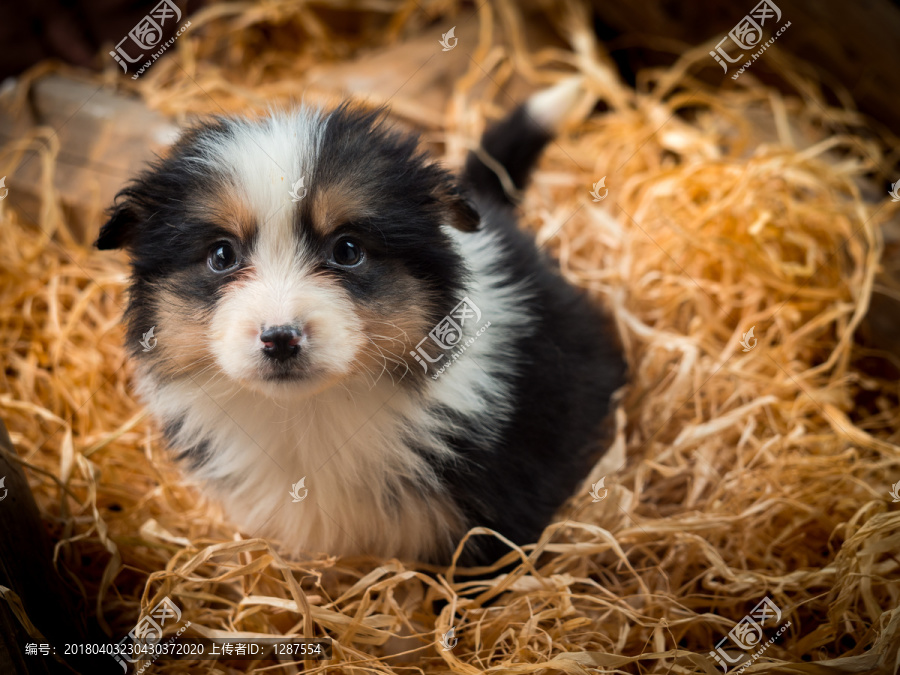 边境牧羊犬幼犬