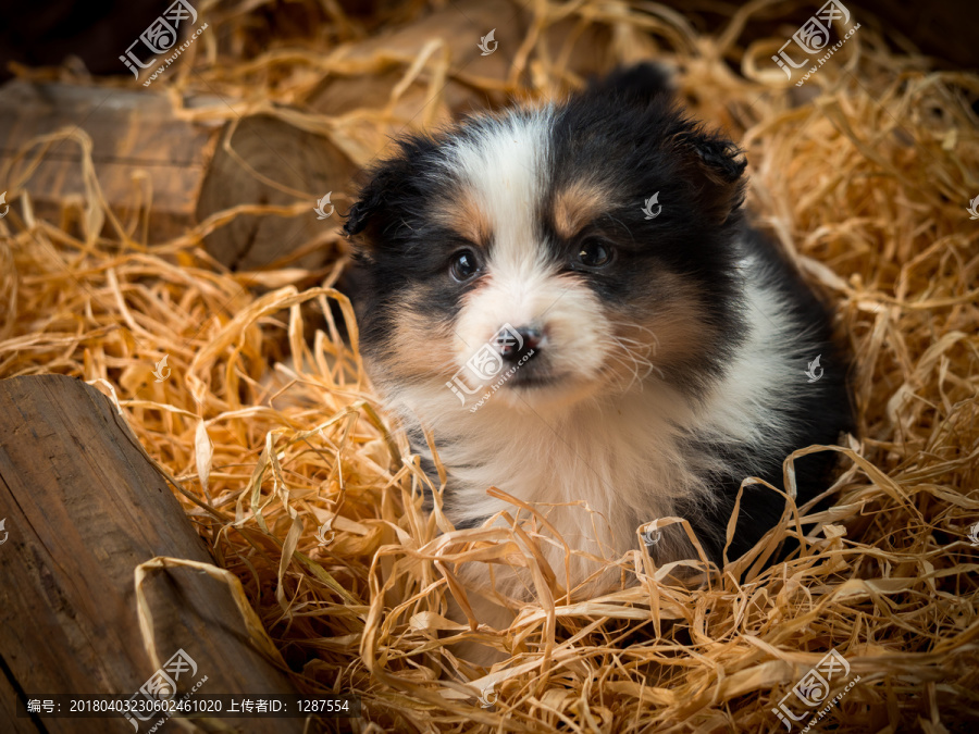 边境牧羊犬幼犬