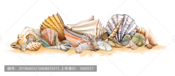 手繪海洋貝殼