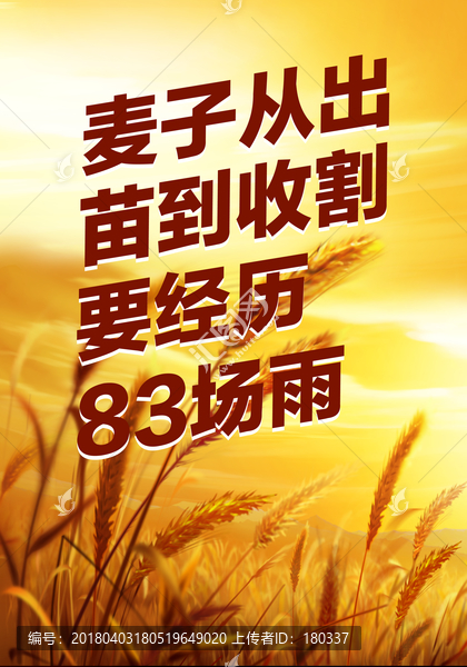 麥子從出苗到收割要經(jīng)歷83場雨