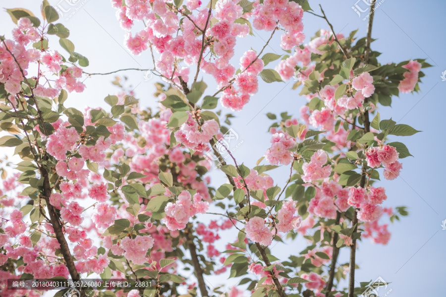 满树的樱花