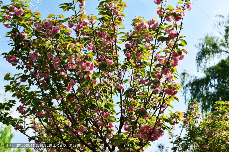 樱花,樱桃花,红花,花瓣,花