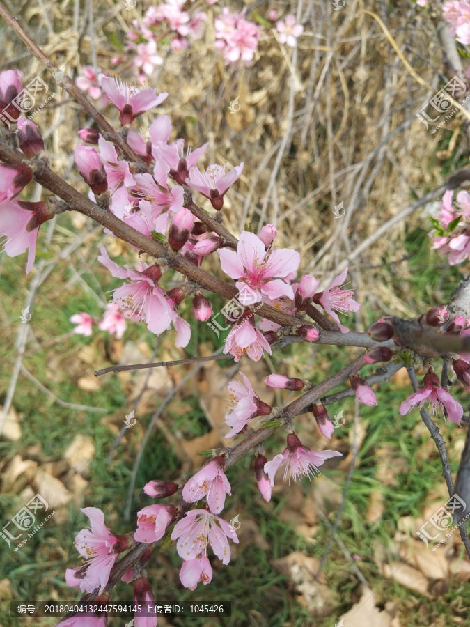 一枝桃花