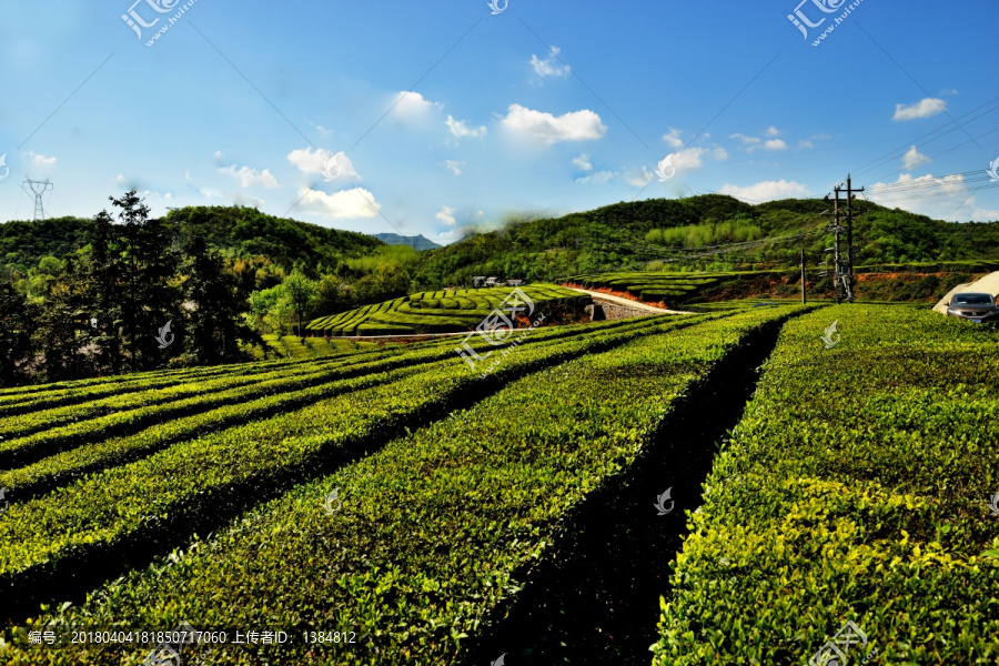 茶叶,嫩芽,茶叶嫩芽,茶园,茶