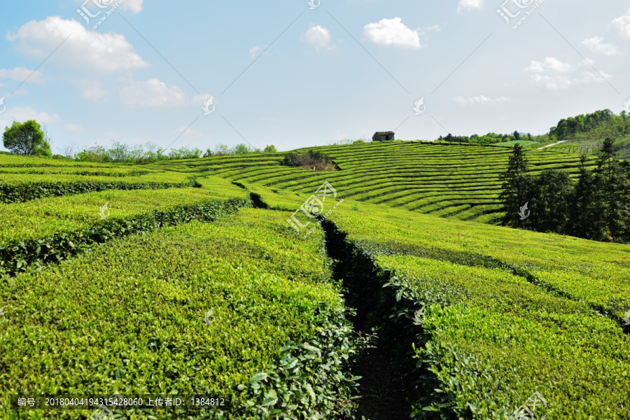 茶叶,嫩芽,茶叶嫩芽