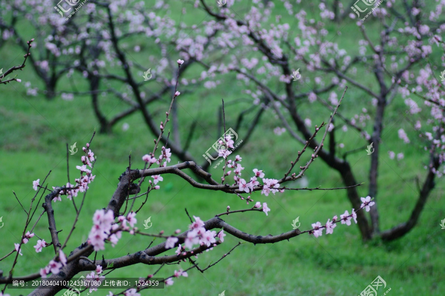 桃花桃树