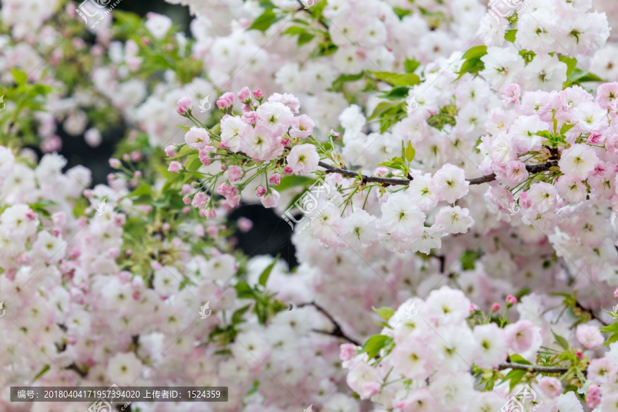 樱花