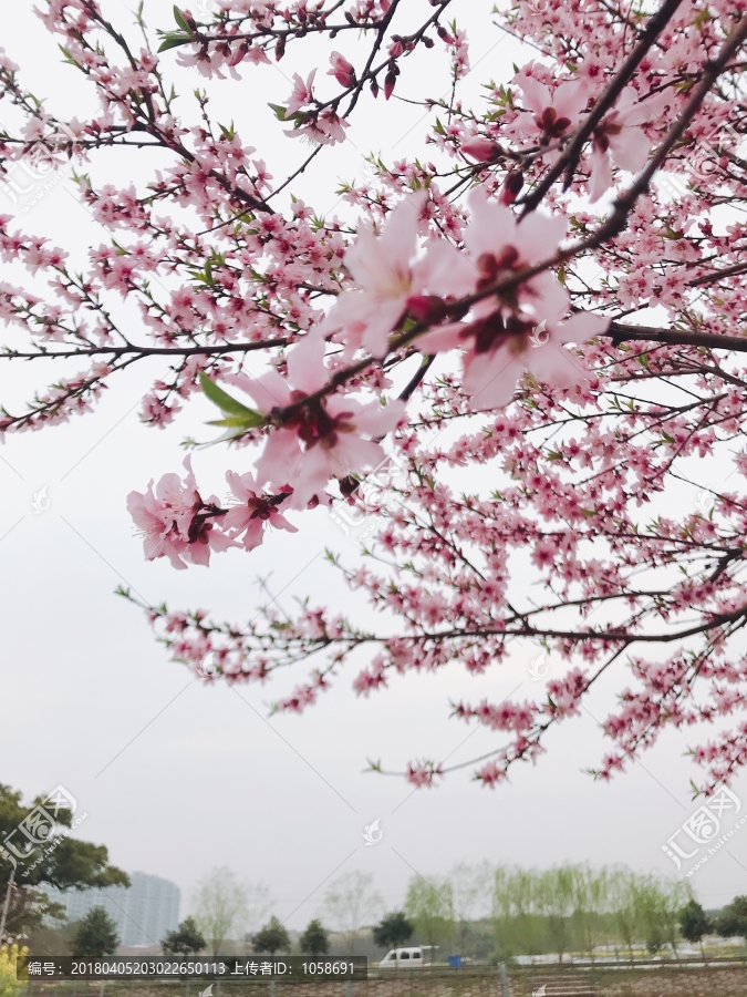 桃花