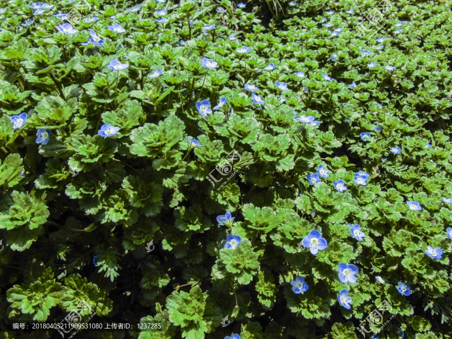 路边的野花绿色植物绿色兰花素材