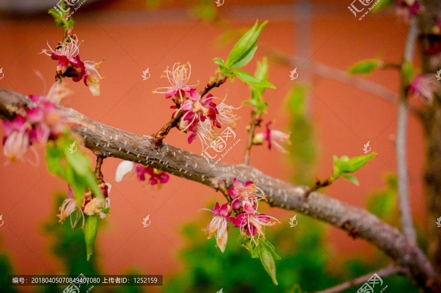 雪后桃花