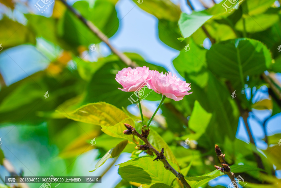 樱花雏菊樱