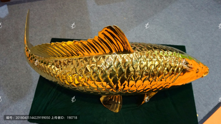 金色鲤鱼