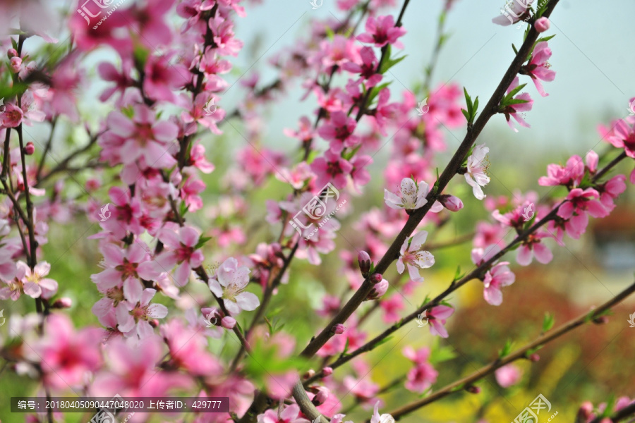 桃花源