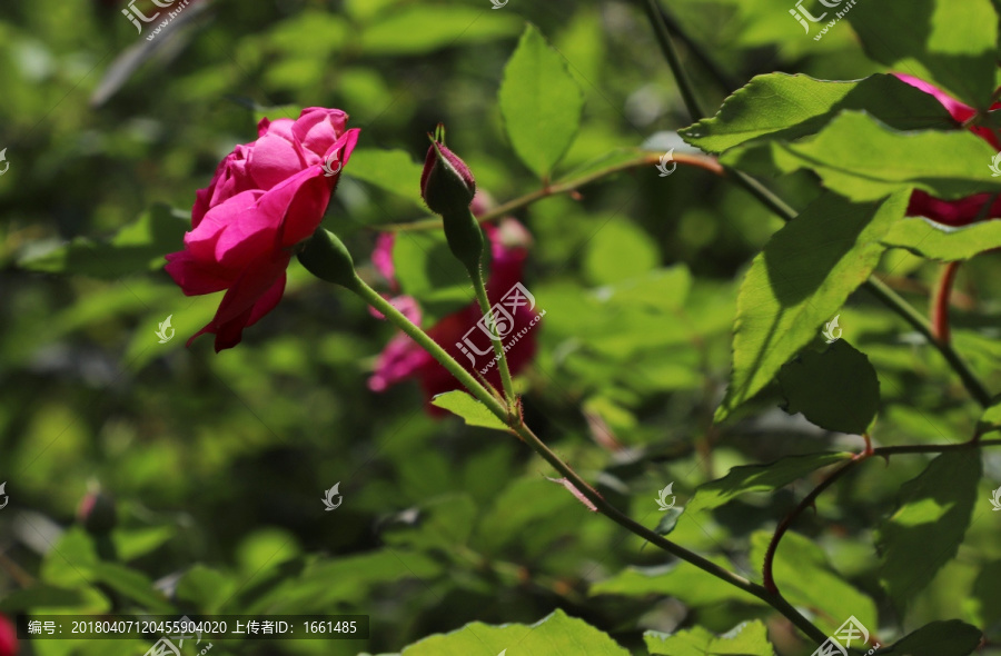 蔷薇花特写