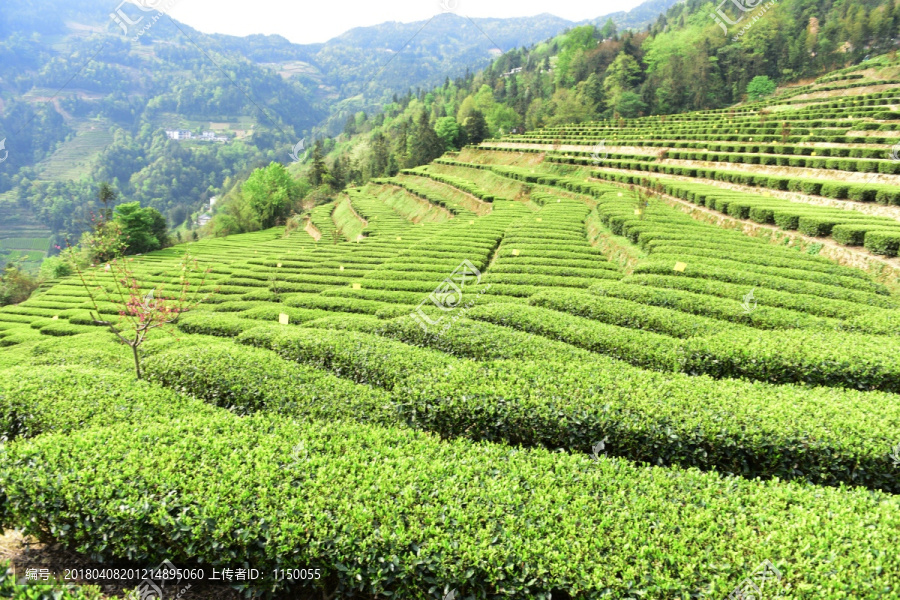 茶园采茶