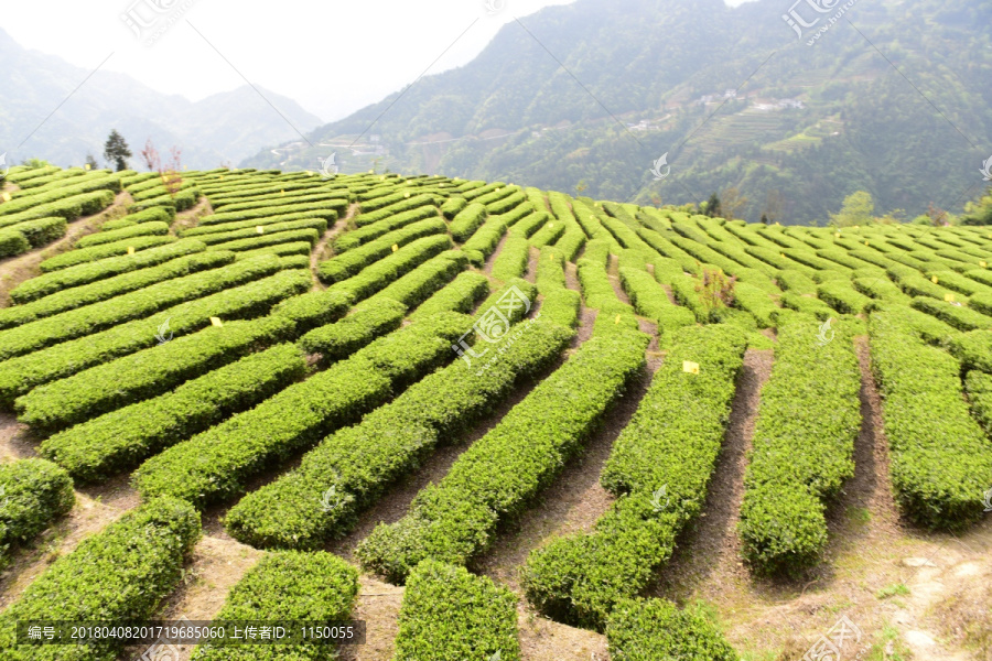 茶叶种植