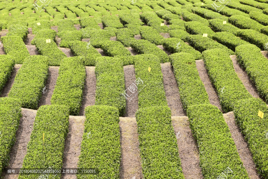 明前茶茶叶