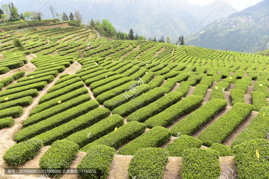 明前茶茶叶