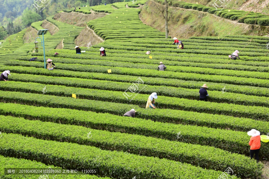 茶叶采摘