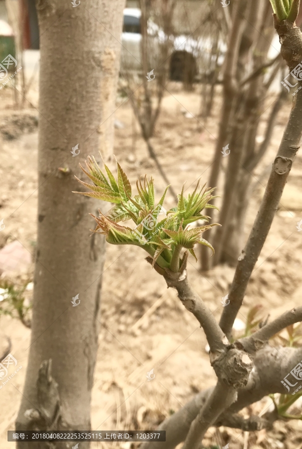 植物,香椿