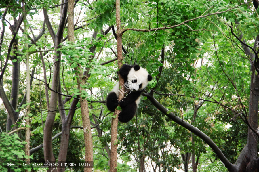 中华大熊猫