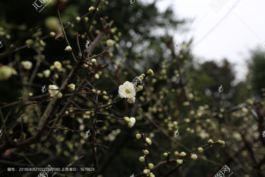 一朵梅花