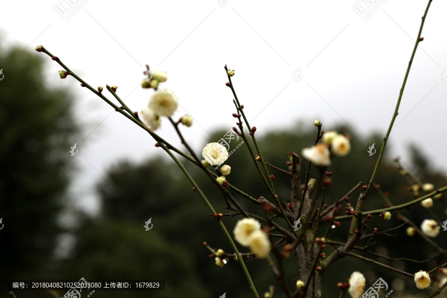 梅花報春