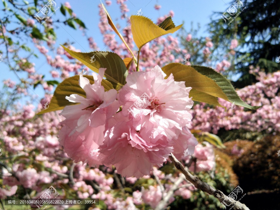 美丽浪漫的樱花