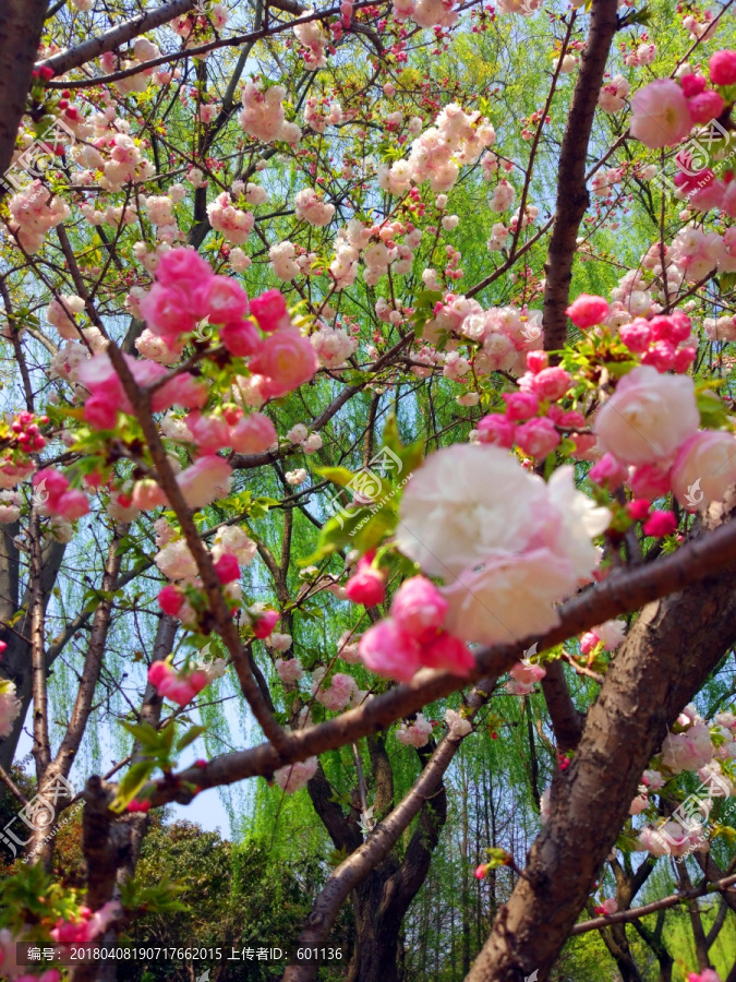 樱花季节