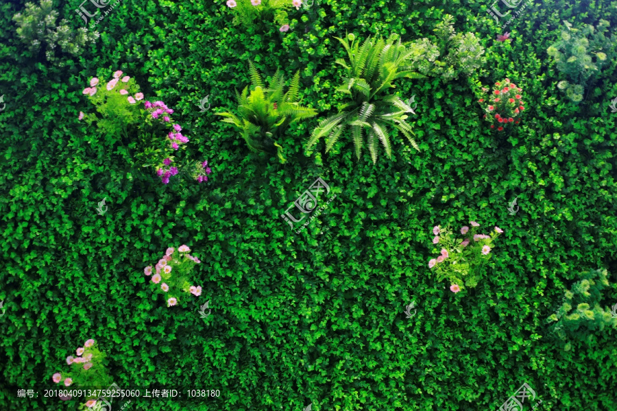 植物背景墙