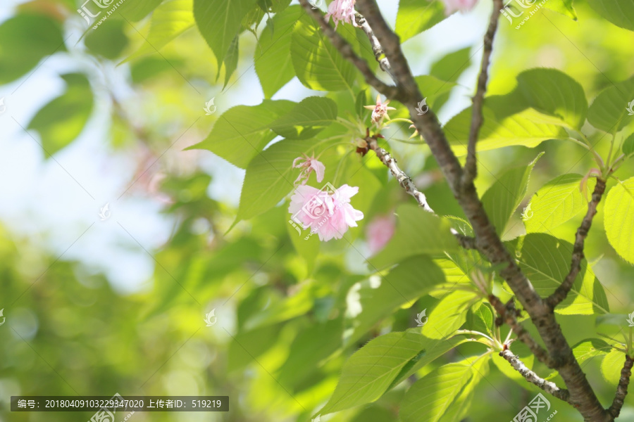 樱花树