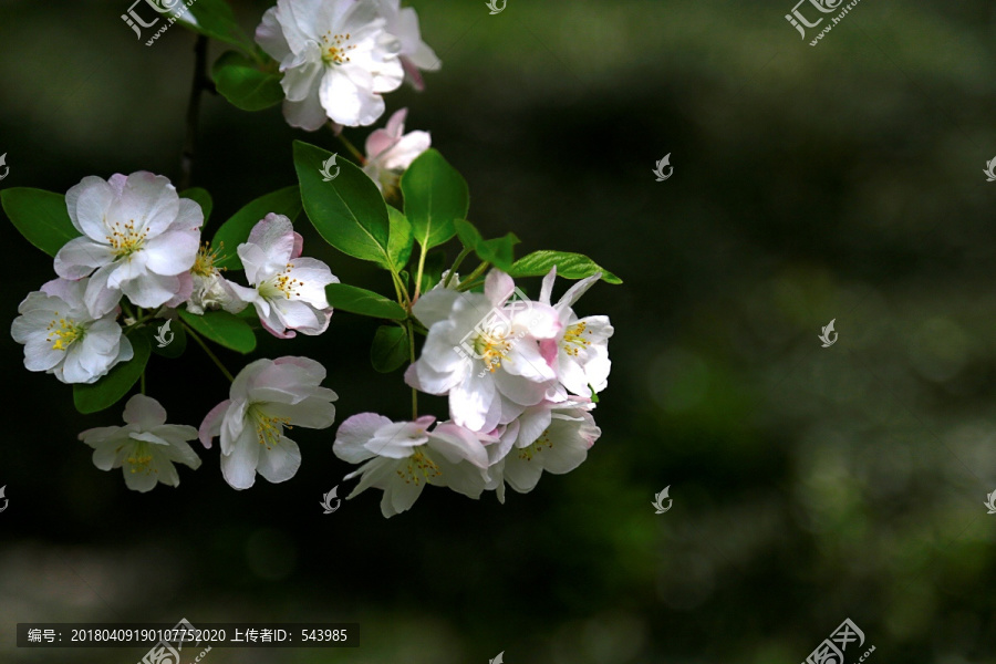 海棠花