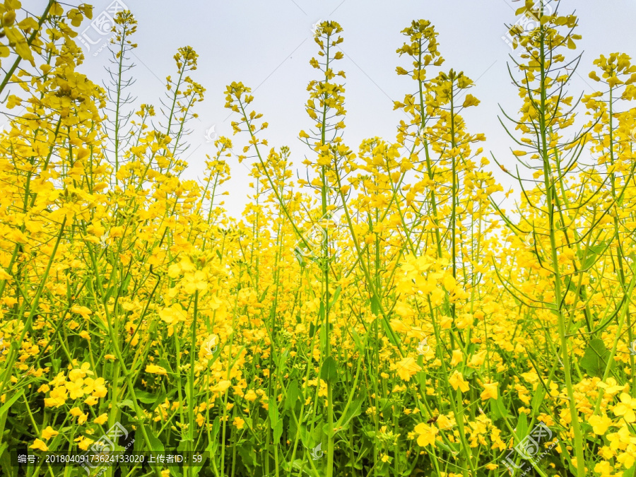 油菜花