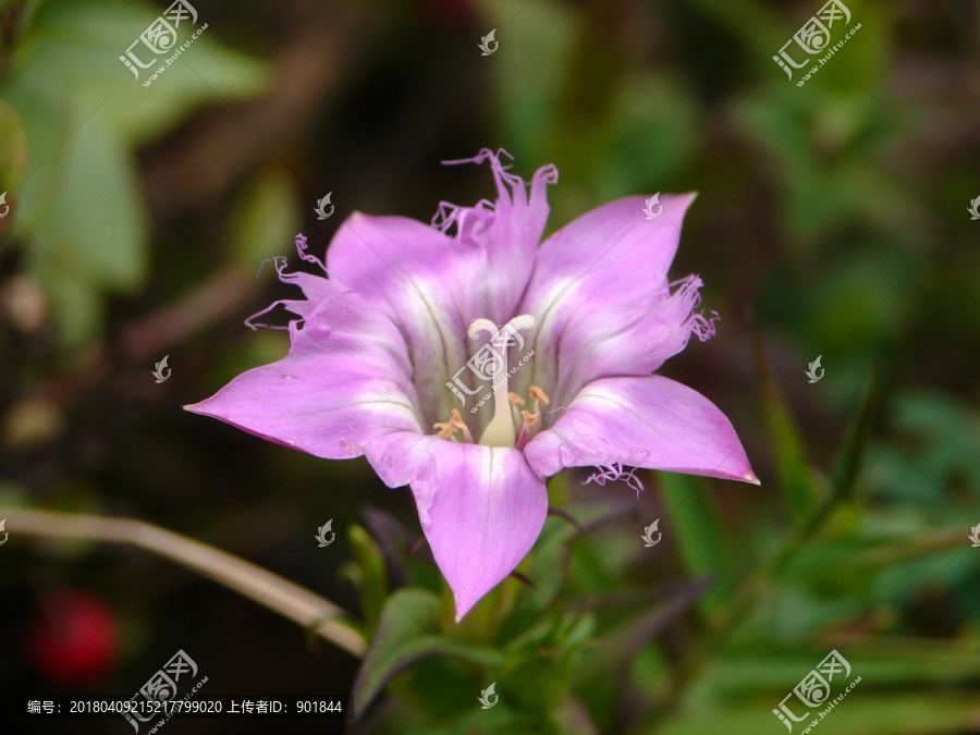 龙胆科药用植物红花龙胆