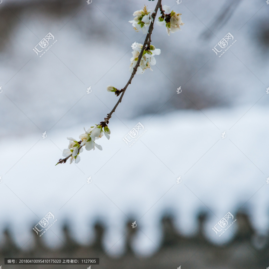 4月雪