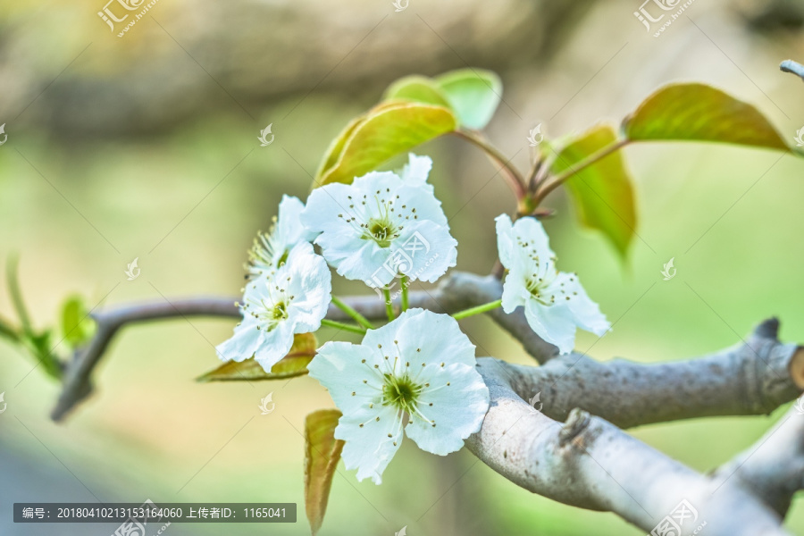 高清梨花,梨树枝