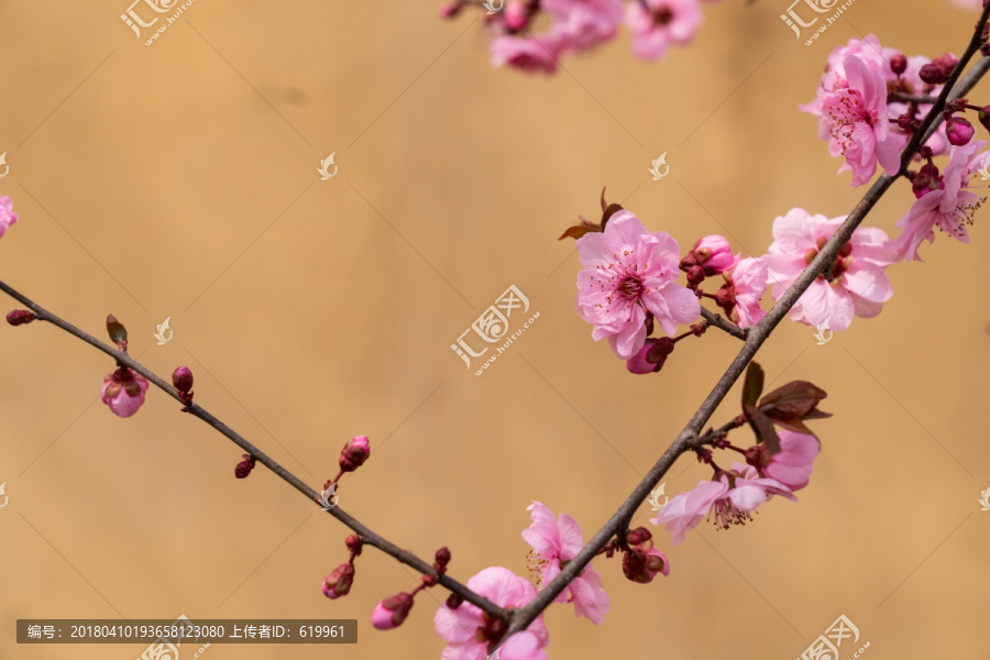 梅花,美人梅,唯美背景