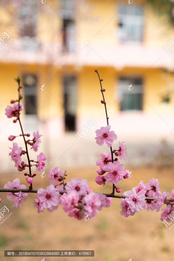 梅花,美人梅,唯美背景