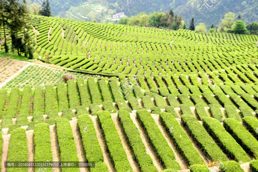 茶山茶树