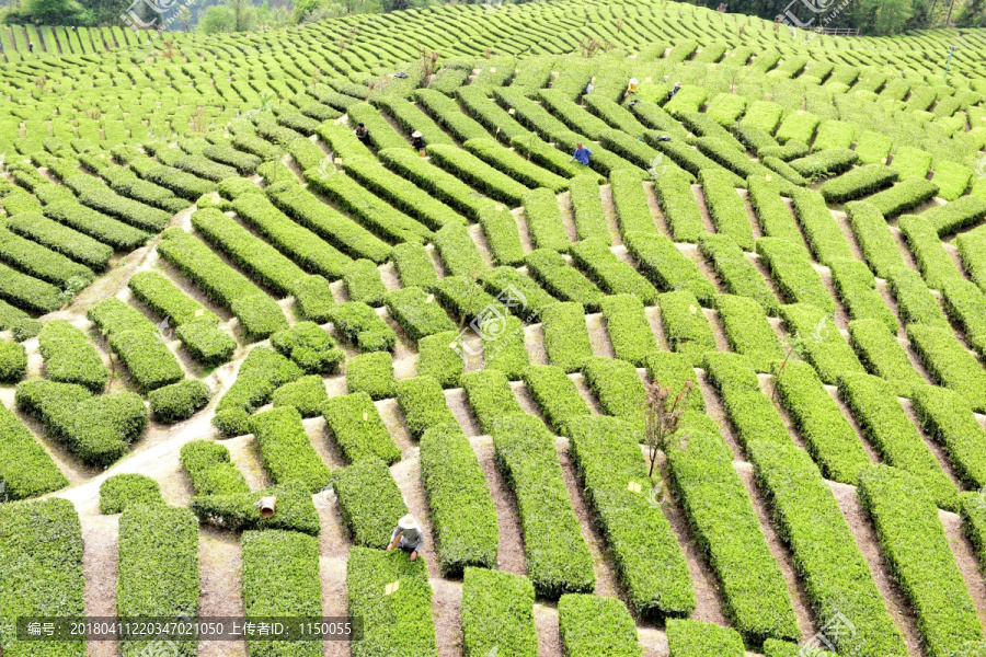 茶山茶树