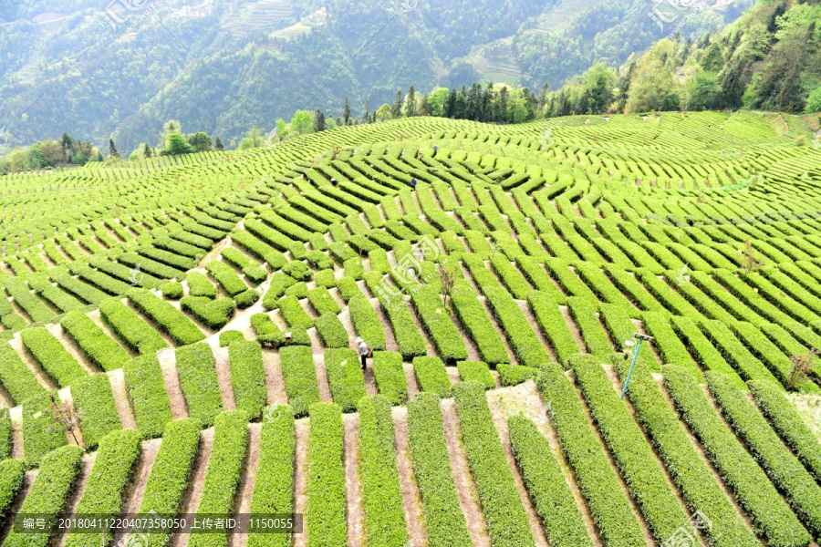 茶山茶树